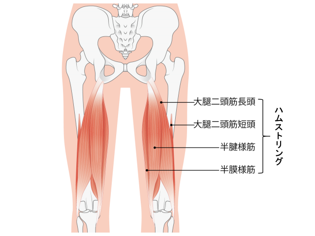 筋肉詳細_ハムストリング